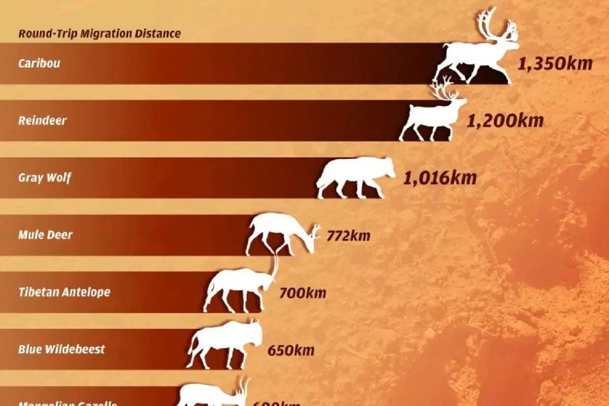 (اینفوگرافی) رتبه‌بندی طولانی‌ترین مهاجرت‌های حیوانات ساکن خشکی