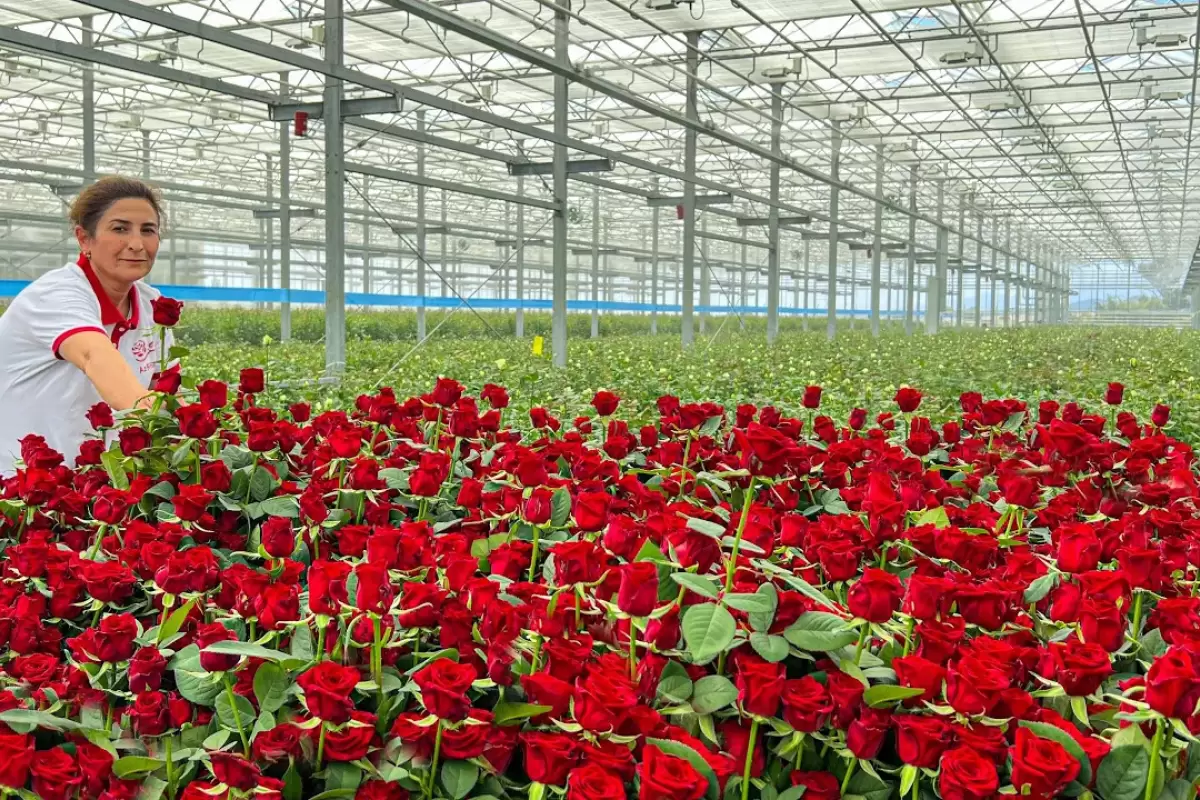 (ویدئو) مراحل پرورش و برداشت گل رز در گلخانه ای مدرن در آذربایجان
