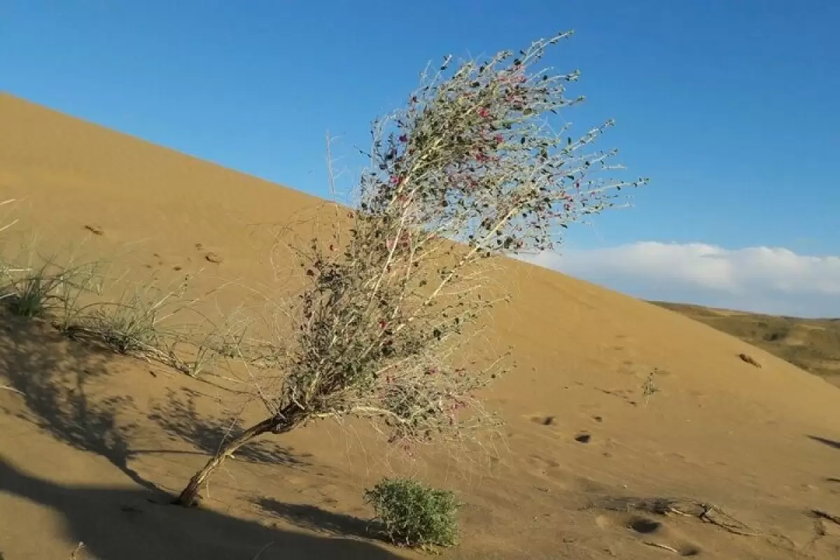 تأمین اعتبار برای مقابله با گرد و خاک در ۵۲ هزار هکتار از کانون‌های بیابانی قم