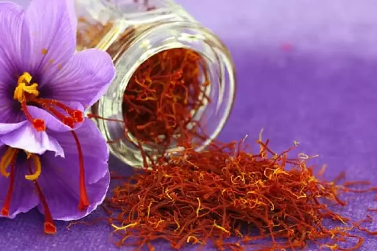 زعفران هر روز گرانتر از دیروز