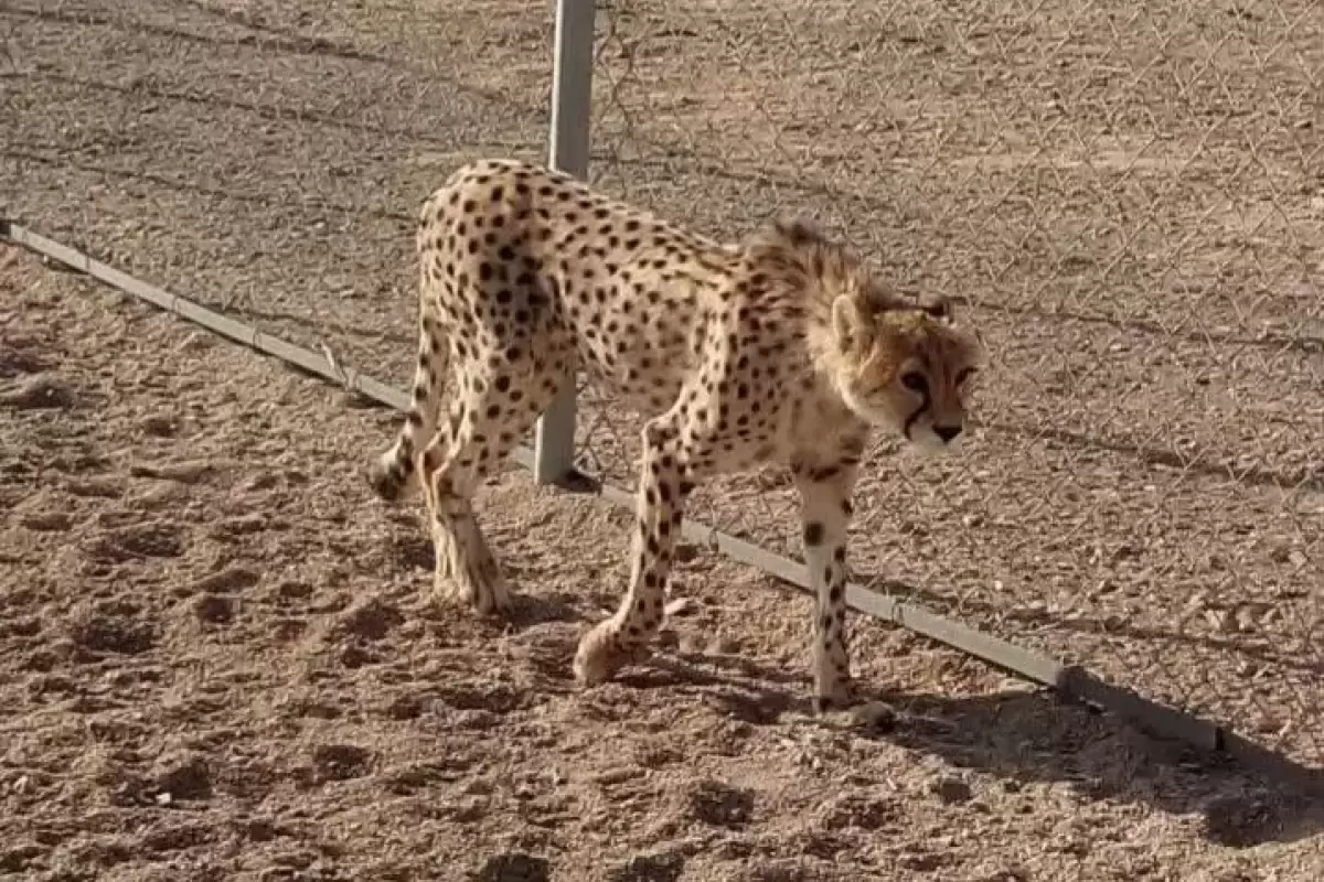 بیماری دلبر،‌ پلنگ توران چه بود؟