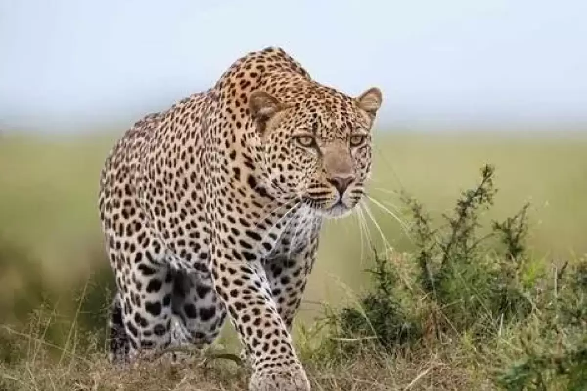 عکسی از پلنگ ایرانی+عکس
