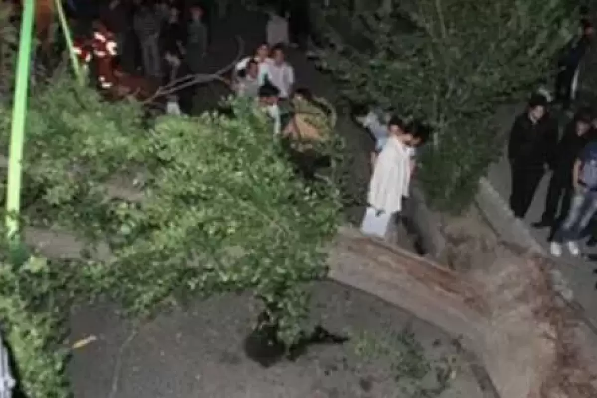 فوت ۲ کودک در پی سقوط درخت در پارک جنگلی نور مازندران