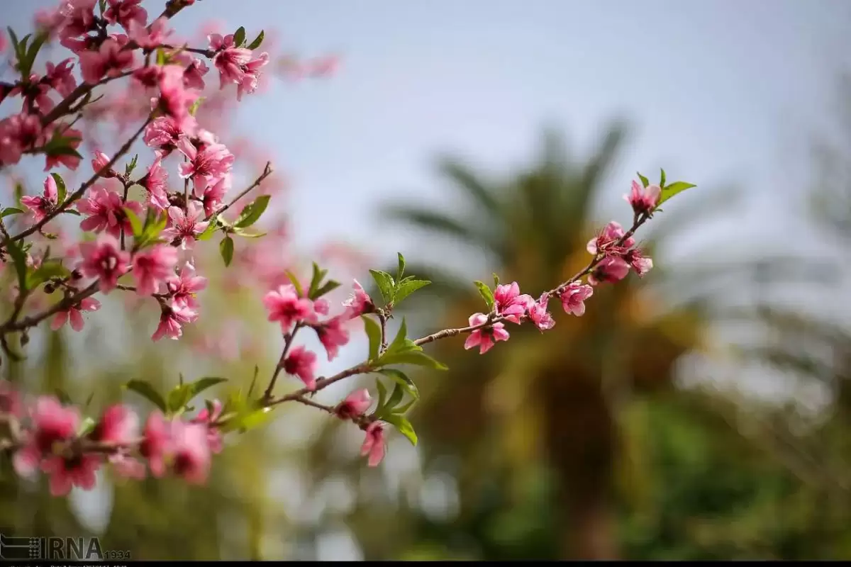 شکوفه درختان بادام در یزد+ فیلم