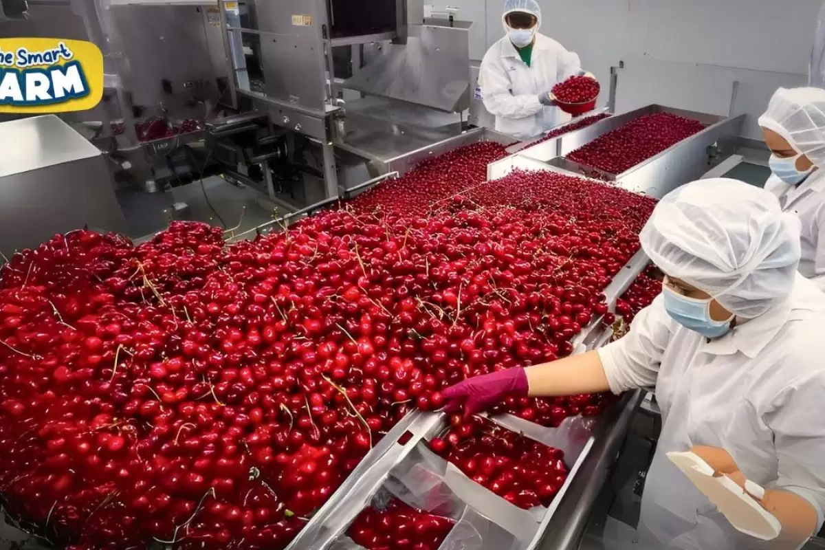 (ویدئو) نگاهی به فرآیند برداشت، فرآوری و بسته بندی گیلاس
