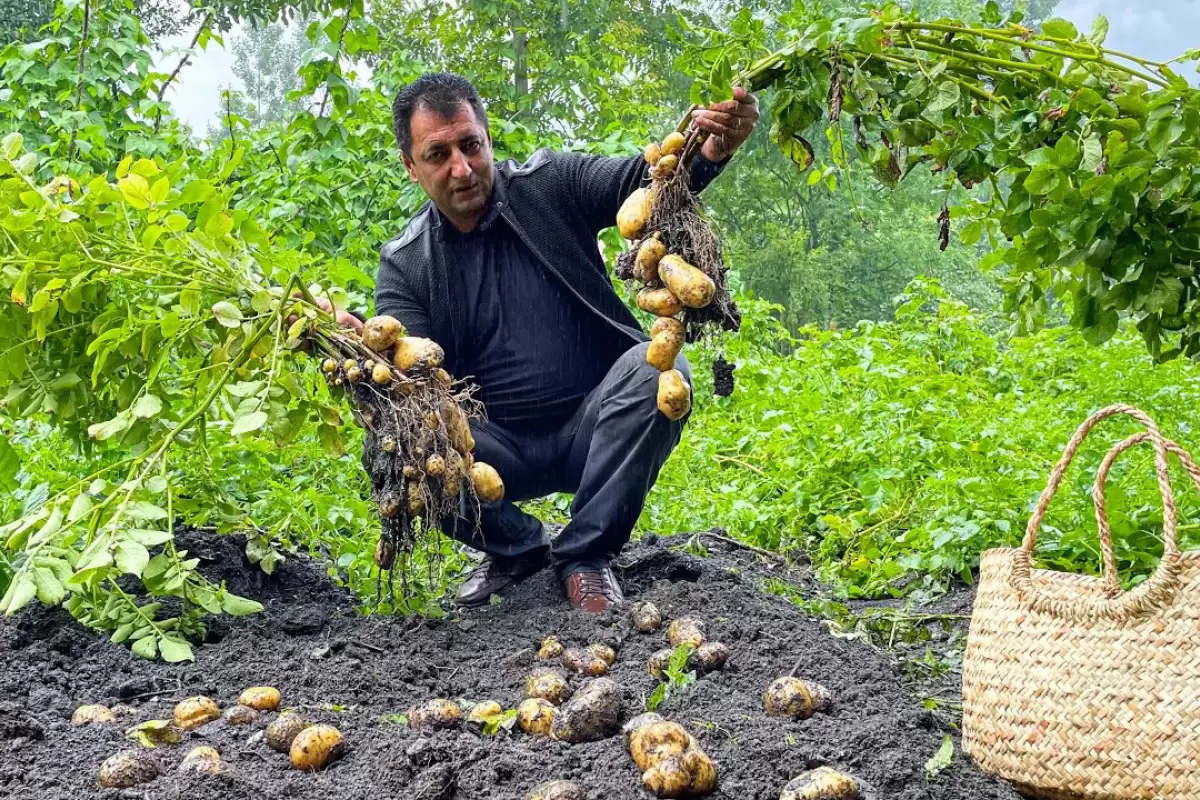 (ویدئو) غذای روستایی در آذربایجان؛ سیب زمینی کبابی با کتلت در طبیعت