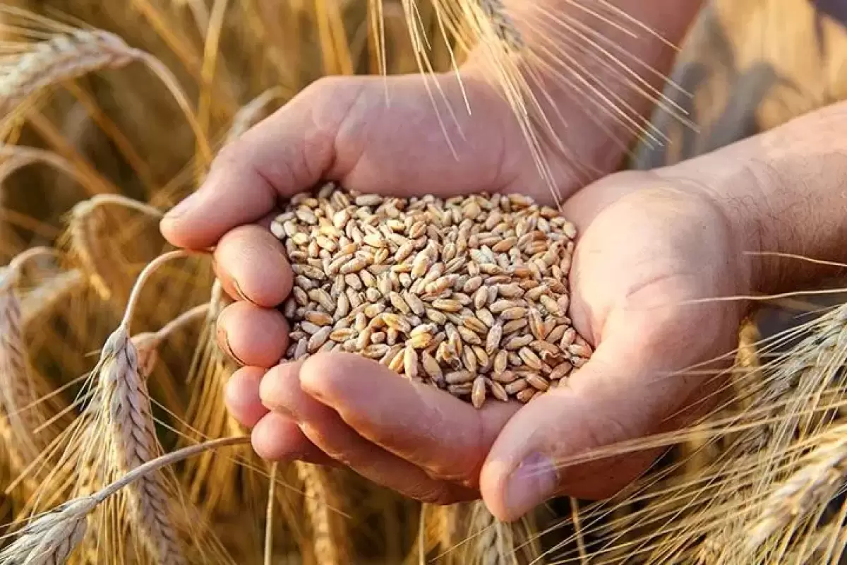 قیمت سبوس گندم آزاد شد