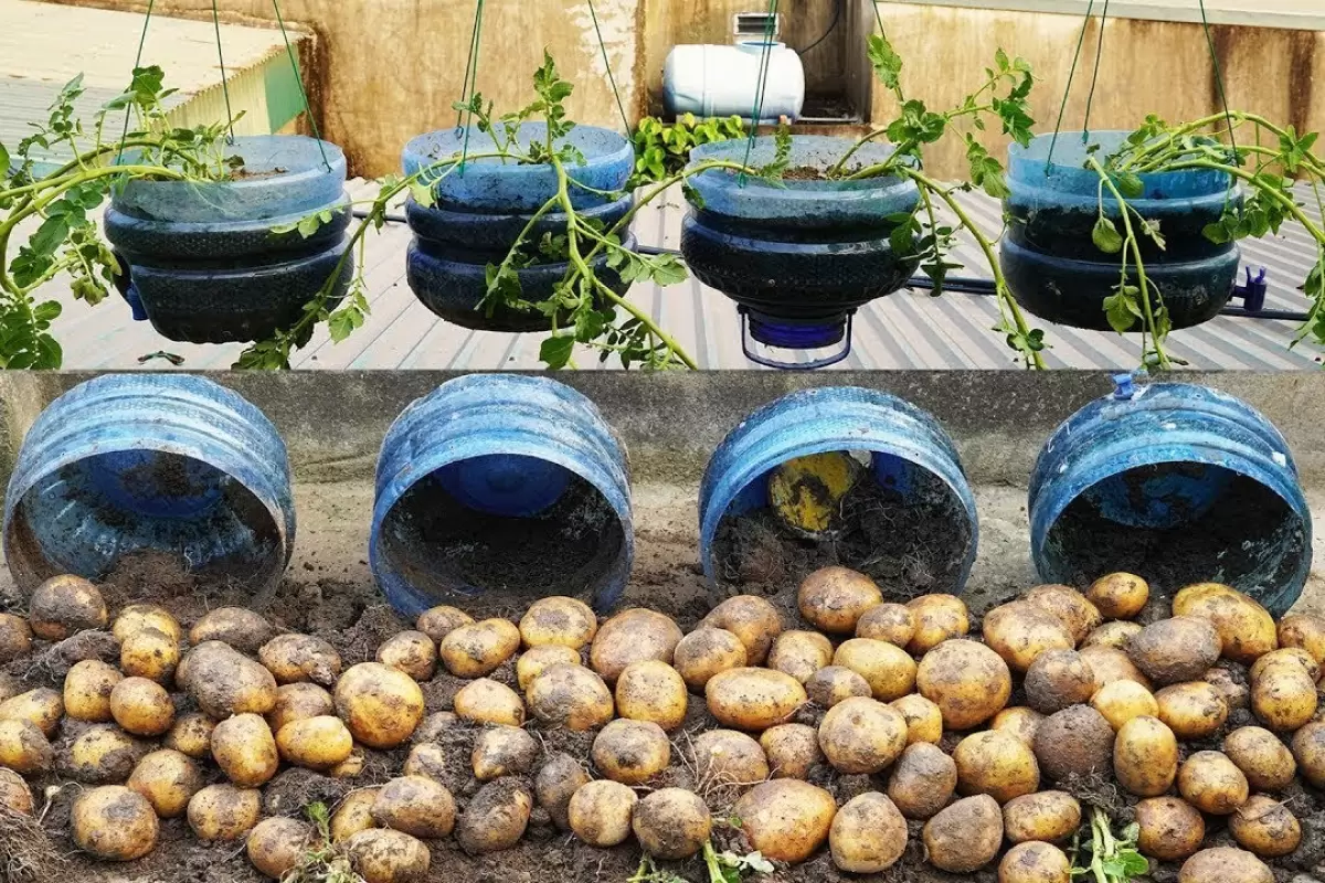 (ویدئو) روش هایی ساده و خلاقانه برای کاشت و برداشت سیب زمینی در خانه
