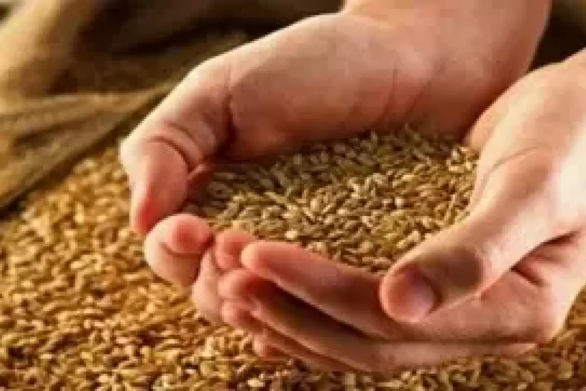 آخرین جزئیات از قیمت خرید تضمینی گندم