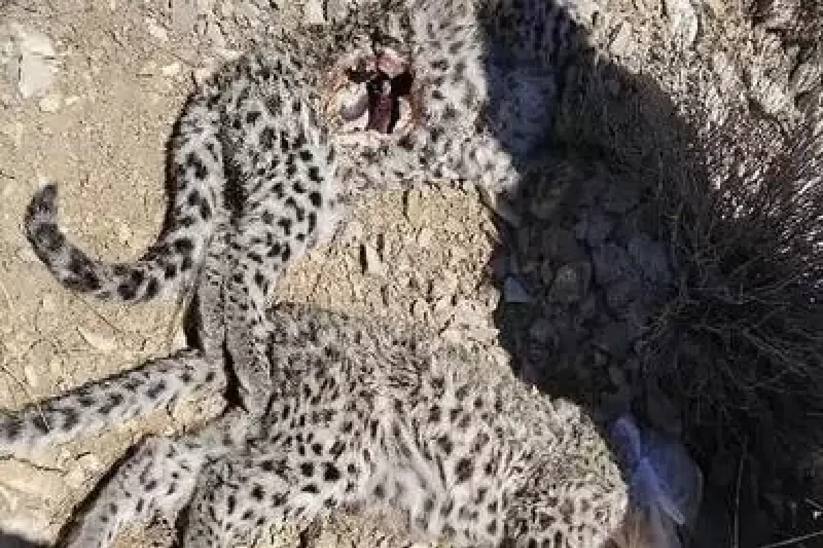 مرگ مشکوک دو توله پلنگ ایرانی در پارک ملی خبر؛ زنگ خطر برای حفاظت از گونه‌های در معرض انقراض