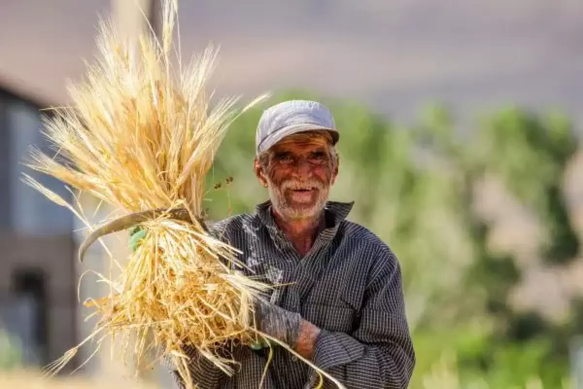 خرید تضمینی گندم آغاز شد