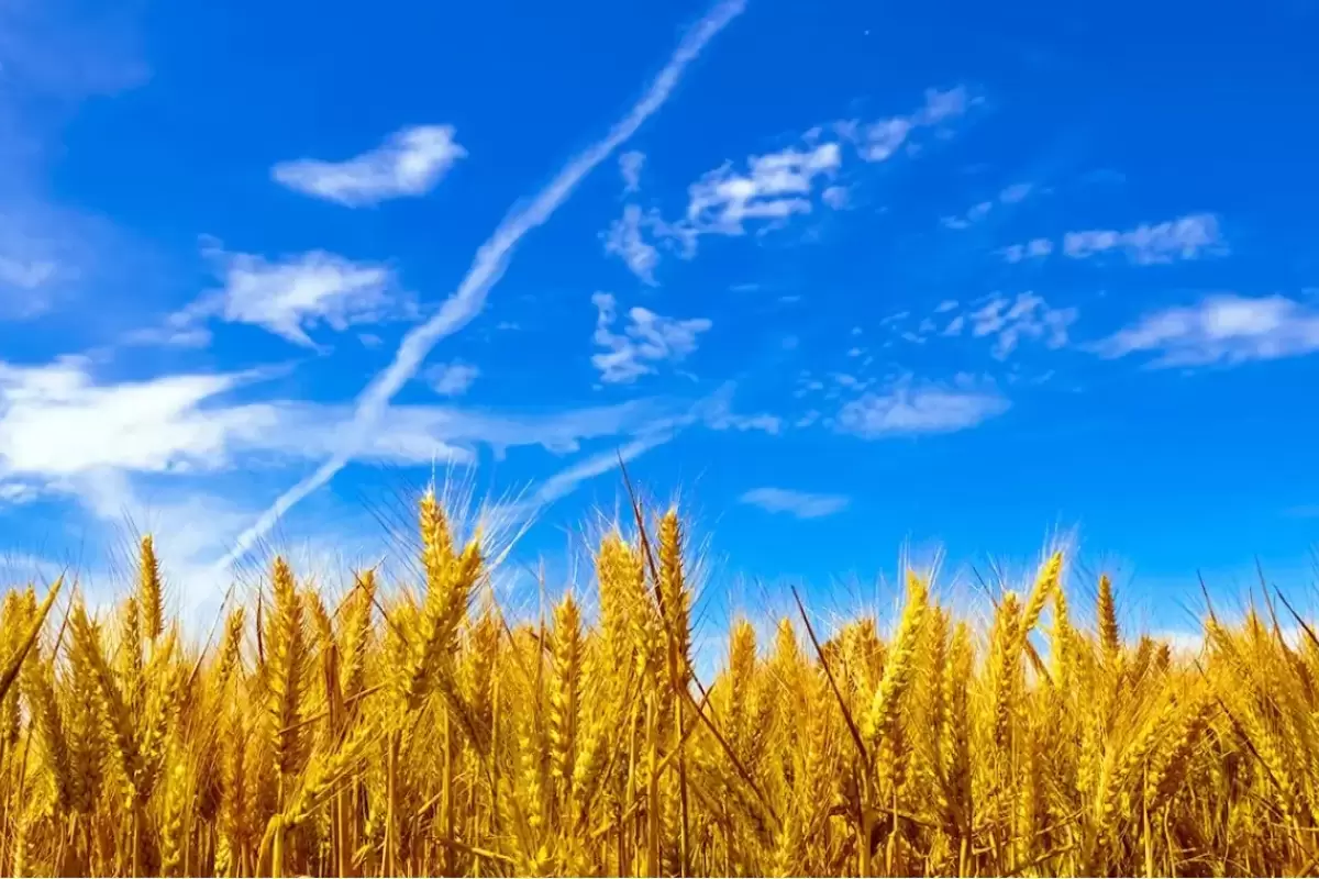 قیمت خرید تضمینی گندم به روز می شود؟