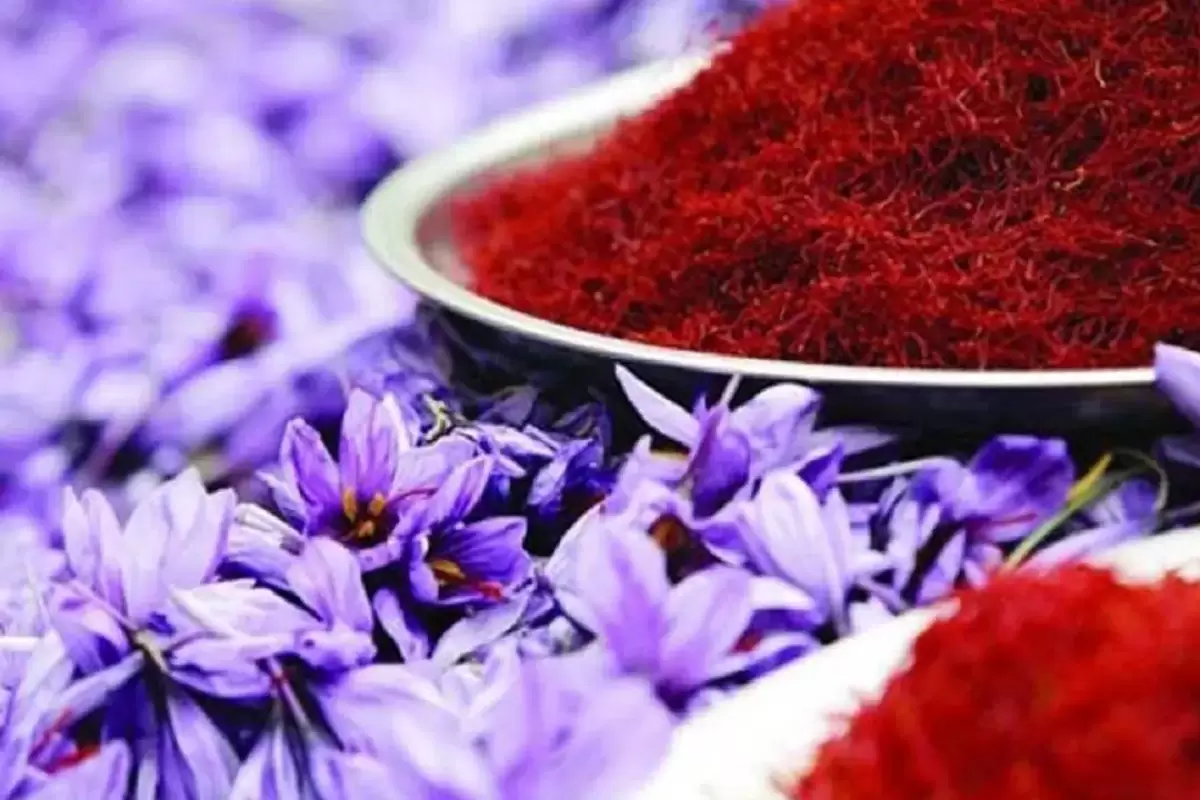 ایران یک سوم ظرفیت زعفران تولید می‌کند