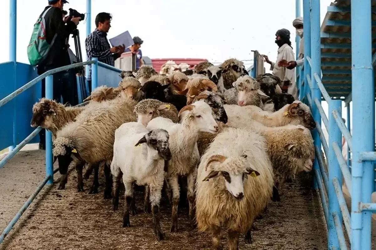 قیمت دام زنده؛ دوشنبه ۱۵ اردیبهشت