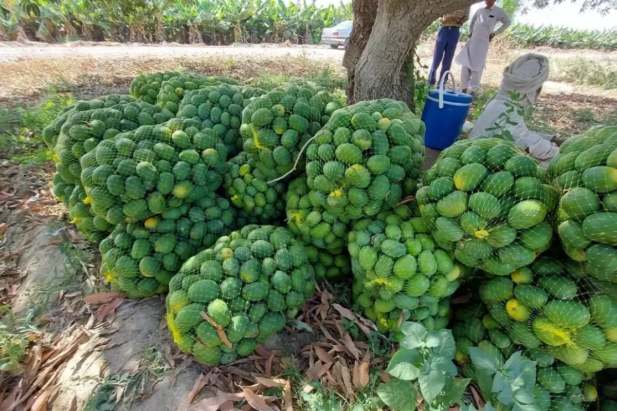 آغاز برداشت انبه بلوچستان