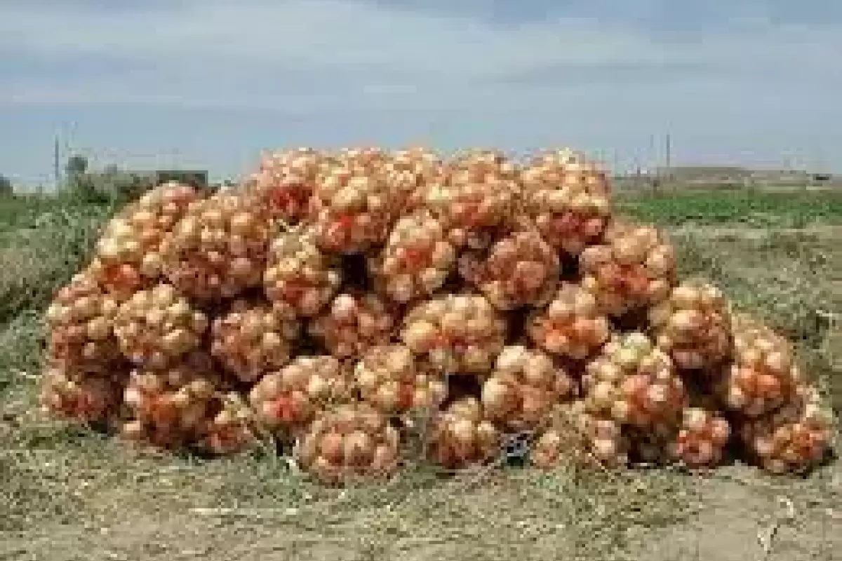 مشکل پیاز با خرید توافقی حل می‌شود؟