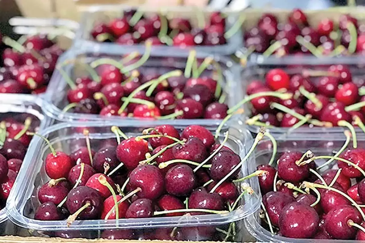 قیمت نجومی گیلاس نوبرانه