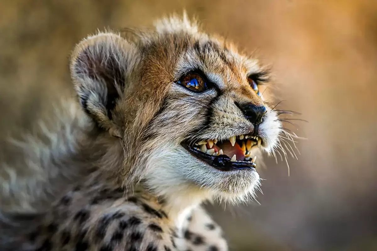 حال پیروز خوب است