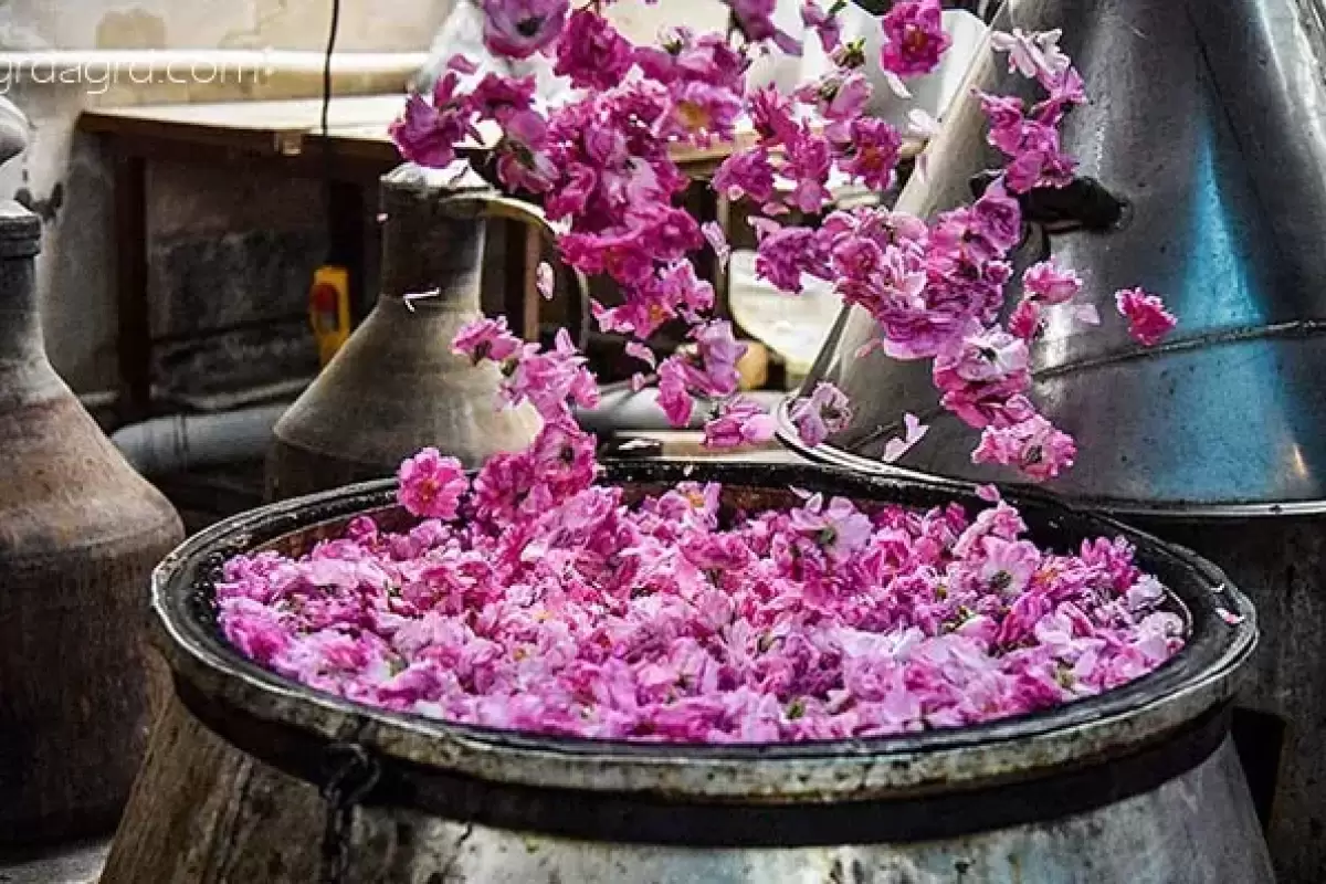 گلاب‌گیری کاشان؛ آیینی هزارساله در مسیر بازتعریف گردشگری فرهنگی