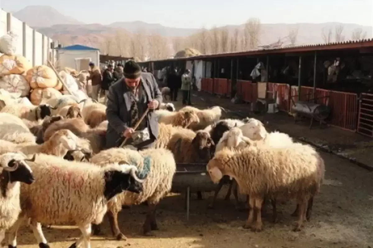 محموله بزرگ دام به ظن قاچاق در شیراز کشف شد