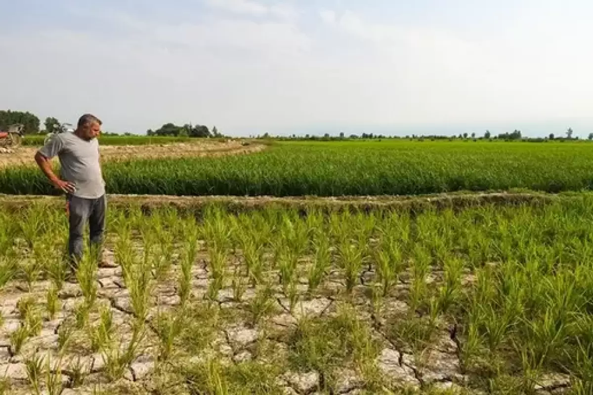 گیلانی‌ها برنج نمی‌کارند