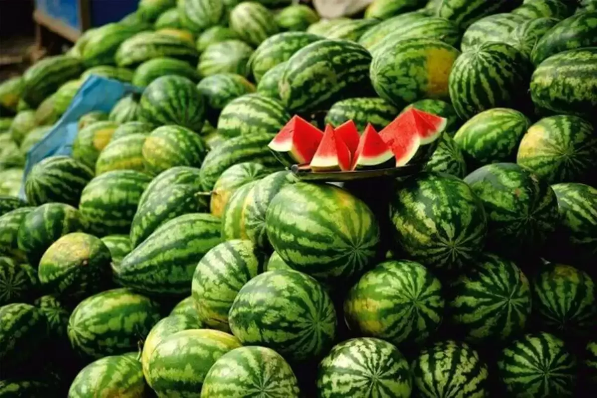 غلظت نیترات در هندوانه ایرانی کمتر از ۱۰ میلی گرم است