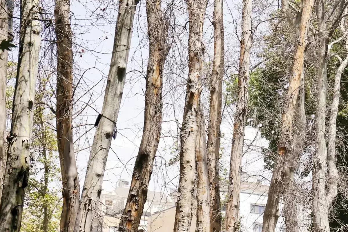 شهرداری مخصوصا درختان میدان آزادی را خشک کرد + تصویر