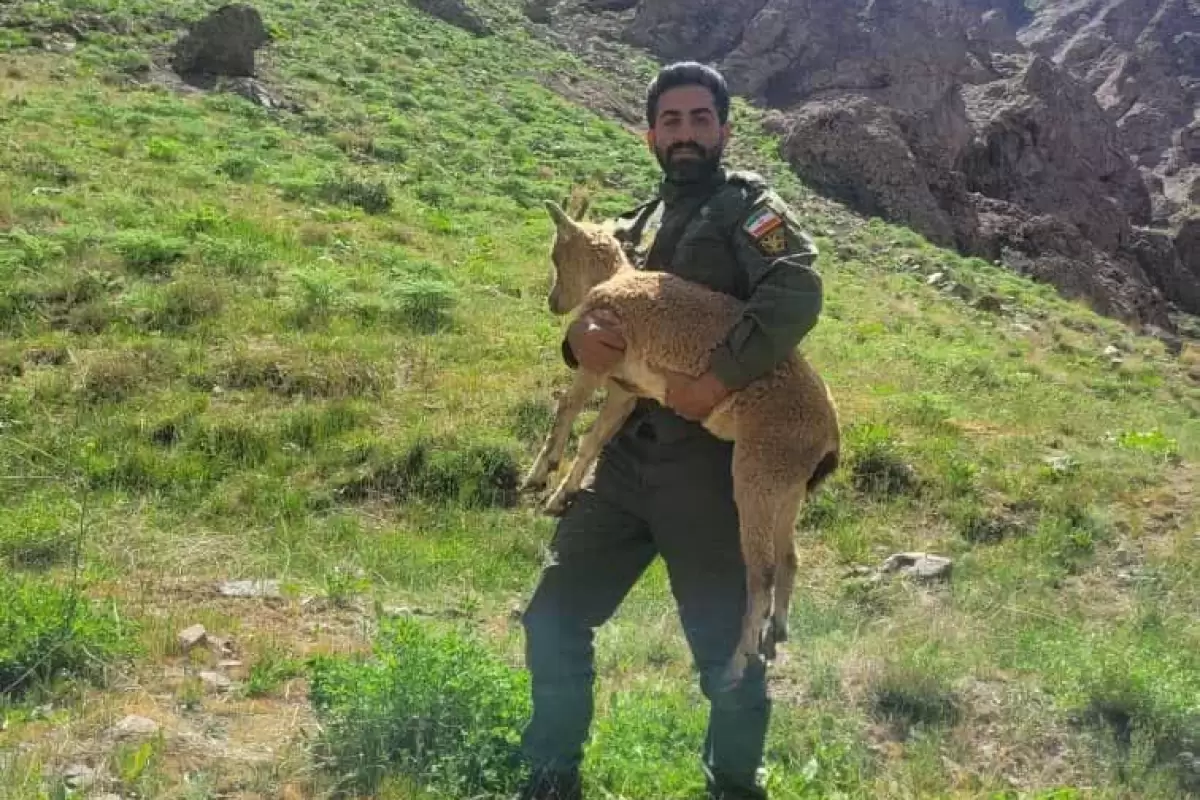نماد هم‌زیستی با طبیعت ، بازگشت بزغاله وحشی به زیستگاه طبیعی