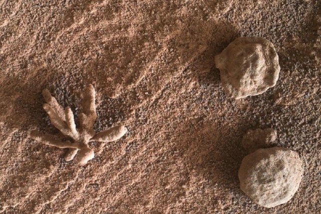 (تصاویر) کشف یک «گُل» در مریخ!