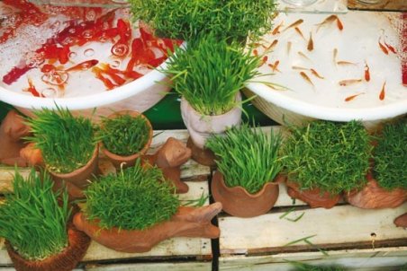 تحریم سبزه و ماهی قرمز محیط زیستی‌نیست