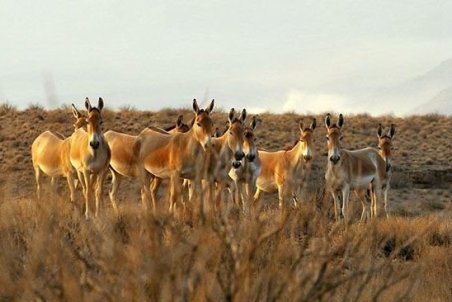 تایید و تکذیب های معدن کاوی در بهرام گور