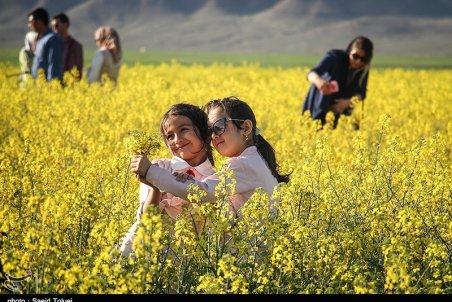 سلفی مردم با مزارع زیبای کلزا در طبیعت شیروان+گزارش تصویری