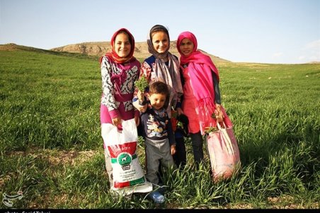 برداشت اسفناج کوهی از مراتع خراسان شمالی+گزارش تصویری