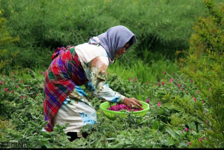 برداشت گل گاوزبان در روستای فاضل آباد گنبدکاووس