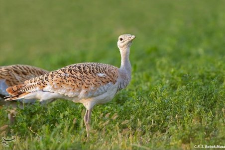 کردستان | فیلم: آشنایی با میش مرغ، پرنده اساطیری ایران