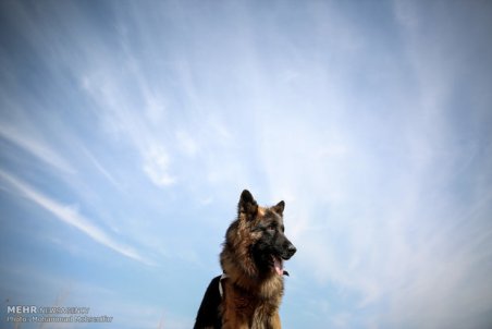 تشکیل پرونده‌ای در ارتباط با حیوان آزاری جاده سد دز