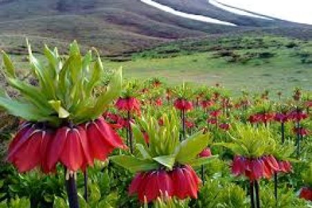 دشت لاله های واژگون در کوه مانشت ایلام