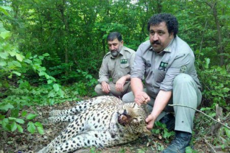 تله خوک در مازندران جان پلنگ نر را گرفت