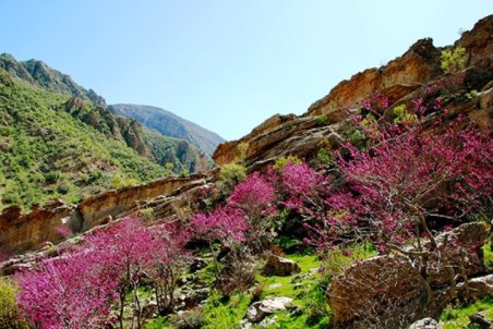 پیوست های زیست محیطی در تفرجگاه ارغوان لحاظ شده است