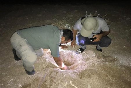 دماسنجی لانه لاک‌پشت‌های دریایی در بوشهر آغاز شد