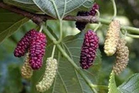 آغاز برداشت توت از بزرگترین توتستان یزد