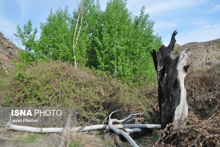 سوختن; سهم درختان است!