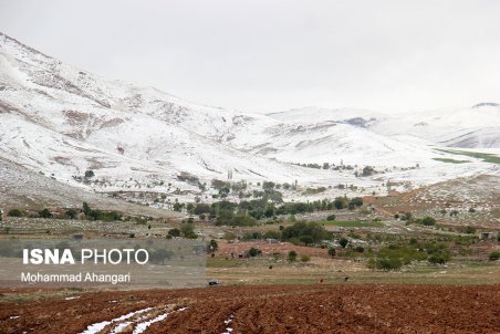 سرما به جان باغات ابهر افتاد