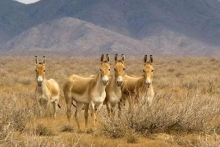 ذخیرگاه زیست کره توران در کمند خشکسالی