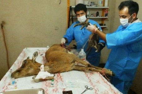 نجات میش وحشی آبستن  از مرگ در تربت جام