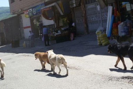 رهاشدن سگ‌های ولگرد در  شهر زیراب
