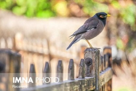 حواسمان به پرندگان نیست