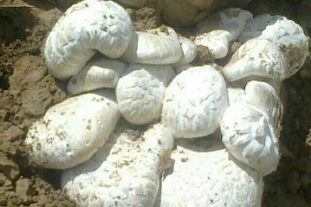 جدال با مرگ در کوه قارون