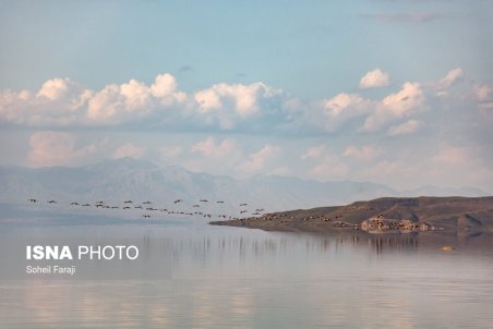 آذربایجان غربی| آشیانه سازی بیش از 30 هزار فلامینگو در دریاچه ارومیه