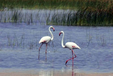 آذربایجان غربی | فلامینگوهای دریاچه ارومیه در مرحله جوجه آوری است